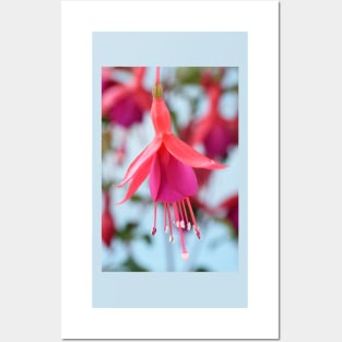 Fuchsia &#39;Pink Fizz&#39; Posters and Art